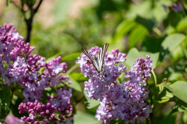Lila bush kelebek