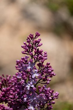Bahçedeki güzel leylak çiçekleri
