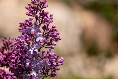 Bir dalda açan mor çiçek
