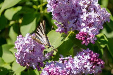 Mor çiçekte güzel leylak kelebeği.