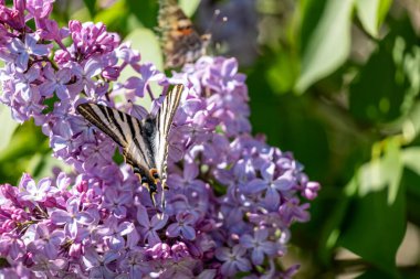 Leylak çiçeğinin üzerinde güzel bir kelebek
