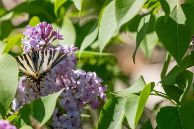 Kelebek leylak çiçeğinin üzerinde oturur..