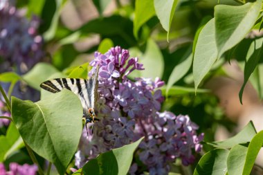Leylak çiçeğinin üzerindeki kelebek