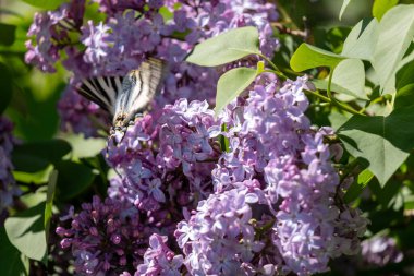 Bahçede açan güzel leylak çiçekleri