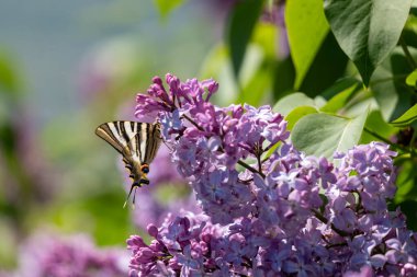 Eflatun çiçekler güzel kelebeği