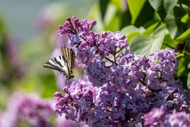 Leylak çiçeğinin üzerindeki kelebek