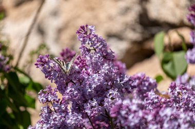 Bahçede açan çiçekler