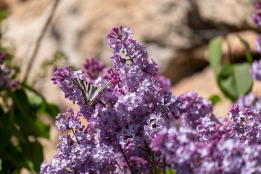 İlkbaharda bir bahçede çiçek açan yaygın bir şırınganın (yaygın bir şırınga) çiçeklerine yakından bak