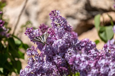Bahçede lavanta üzerinde kelebek