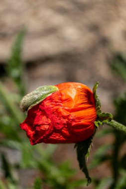 Bahçede kırmızı gelincik çiçeği