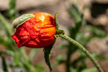 Çiçek açmış haşhaş çiçekleri