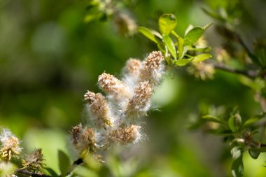 Baharda beyaz söğüt tomurcukları