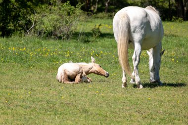 Beyaz tay yeni doğan yavrusunu besliyor.