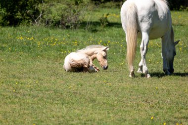 Küçük beyaz taylı at