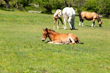 Genç kahverengi at yeşil çayırda yatıyor.