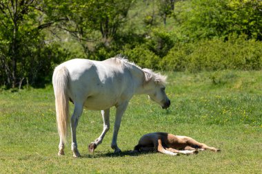 Genç ve güzel bir at çimlerin üzerinde yavrusuyla