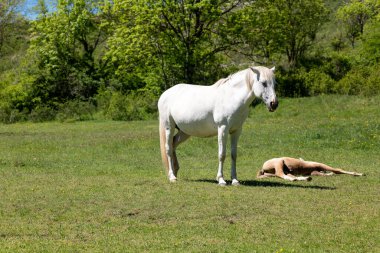 Çayırdaki çimlerin üzerinde yatan bir köpek..