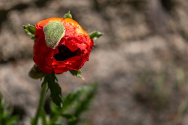 Kırmızı gelincik çiçeğinin arka planında haşhaş çiçeği