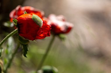Haşhaş çiçekleri kapanıyor. gelincik çiçeği.