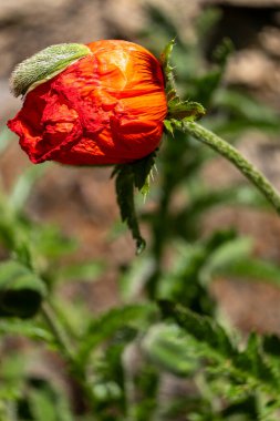 kırmızı haşhaş çimlerin üzerinde