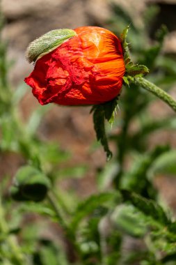 Kırmızı gelincik çiçeği yaklaş
