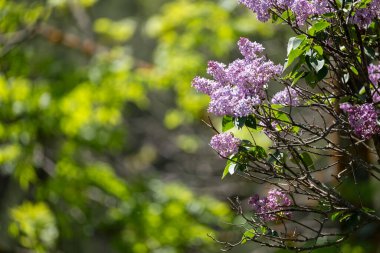 İlkbaharda açan leylak çiçekleri. Parktaki bahçede güzel leylak çiçekleri.