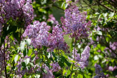 parkta Blooming leylak.