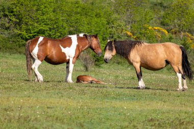 Tarlada otlayan iki at.