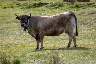 Bir inek çayır üzerinde