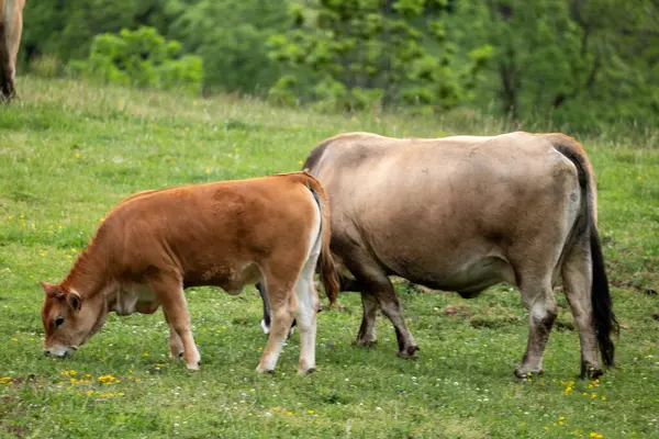 Yeşil çimlerin üzerindeki inekler, yaklaşın.