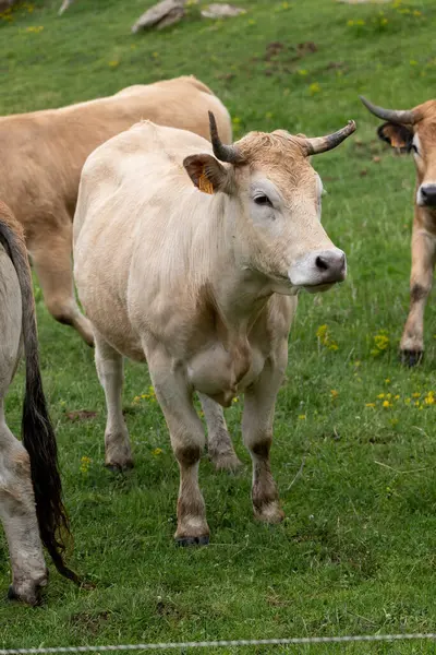 mera üzerinde ineklerin sürüsü
