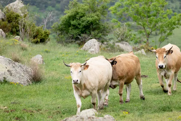 İspanya dağlarında keçi sürüsü