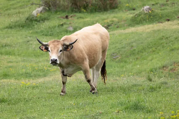 Dağlardaki bir tarlada otlayan bir inek