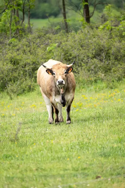 Güneşli bir yaz gününde tarlada otlayan bir inek.