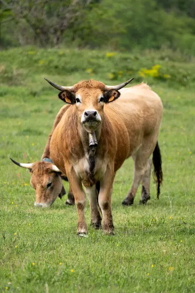 Dağlarda bir sürü hayvan