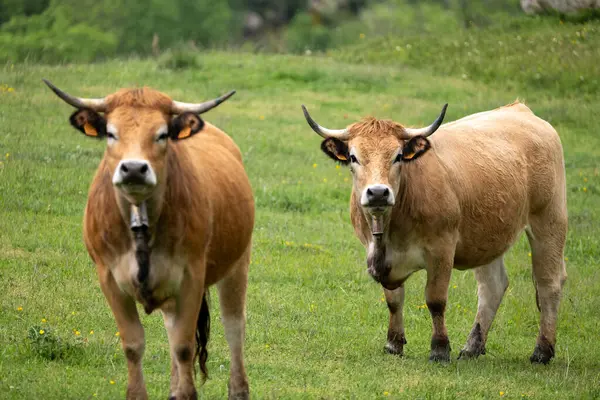 Bir çift genç boğa yeşil çimlerin üzerinde