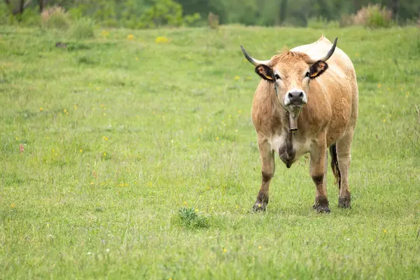 Kırsalda bir çayırda otlayan kahverengi inek..
