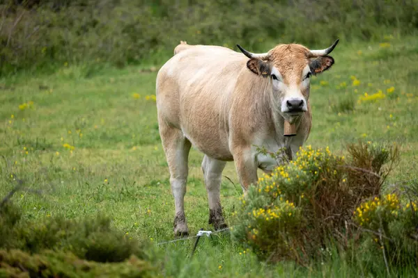 Yeşil bir çayırda otlayan bir inek
