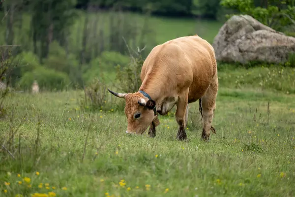 la vaca en un campo