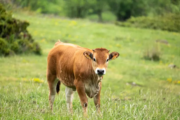 Yazın yeşil çayırdaki inek.