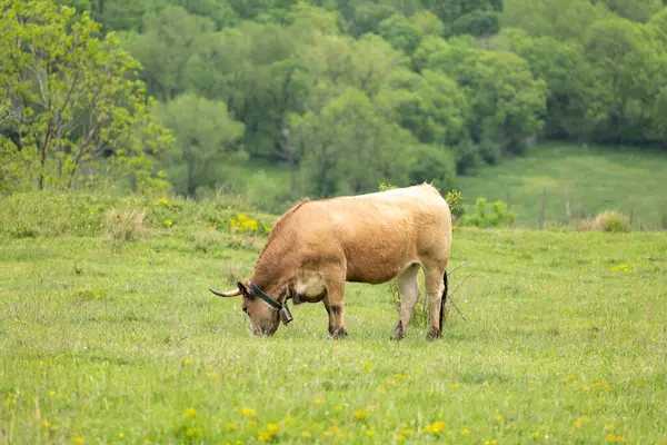 Kahverengi boğa sahada
