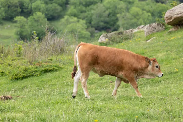 İspanya 'daki yeşil çayırlarda kahverengi boğa