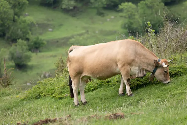 Dağlardaki tarlada inek