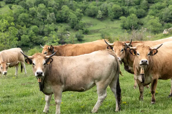 yeşil bir çayırda otlayan inekler