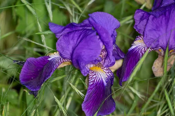 Çimlerin üzerinde mor iris çiçeği