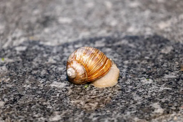 Salyangoz, sarmaşık, yumuşakça, atia, Avrupa, Avrupa