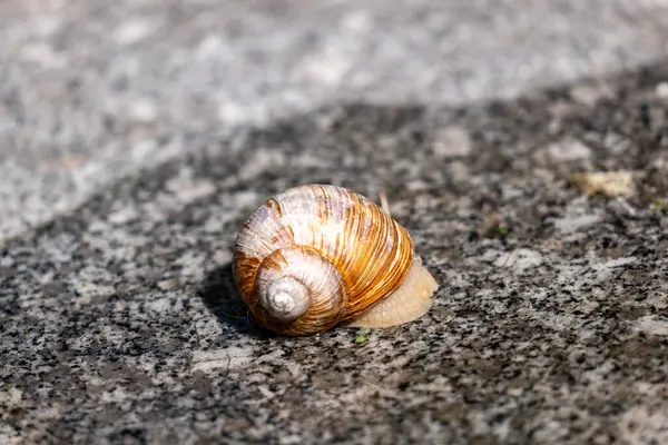 Taş üstünde salyangoz