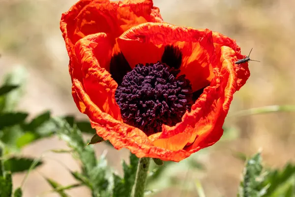 tarlada kırmızı çiçek