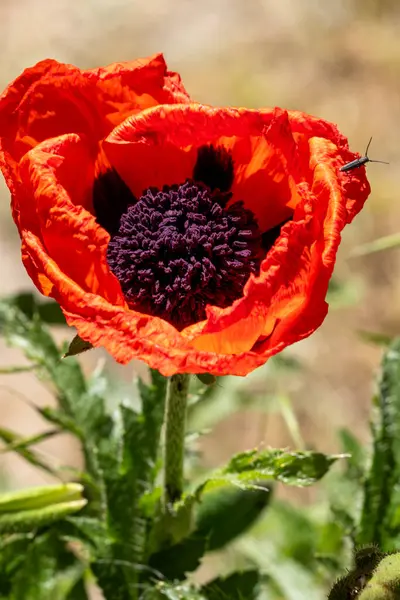 Yazın çayırdaki gelinciğin kırmızı çiçeği..