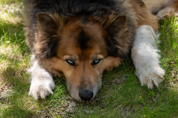Alman çoban köpeği çimlerin üzerinde yatıyor..